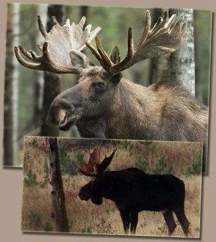 2015 ONTARIO MNR MOOSE HUNTING PATCH badge,flash,crest,deer,bear,elk,Canadian 
